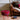 Royal Stewart Tartan Footstool with Button